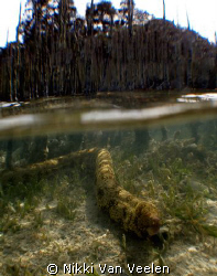 Snowflake moray hiding in the mangroves, taken in Nabq Pa... by Nikki Van Veelen 